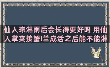 仙人球淋雨后会长得更好吗 用仙人掌夹接蟹I兰成活之后能不能淋雨吗